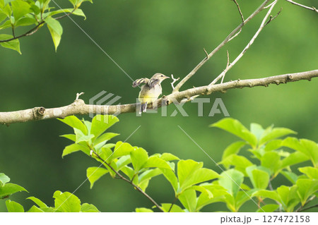 キセキレイ 127472158