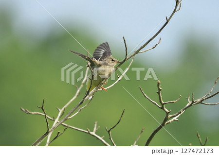 キセキレイ 127472173