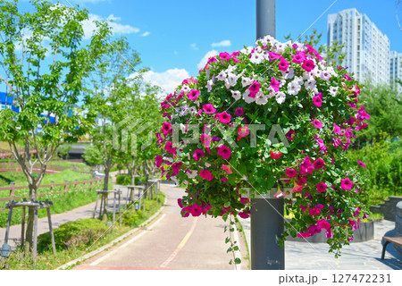 街を彩るペチュニアの花飾り 127472231