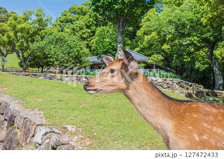 若草山山麓の鹿　奈良公園 127472433