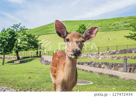 若草山山麓の鹿　奈良公園 127472434