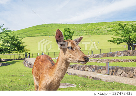 若草山山麓の鹿 奈良公園 若草山山麓の鹿 奈良公園 127472435