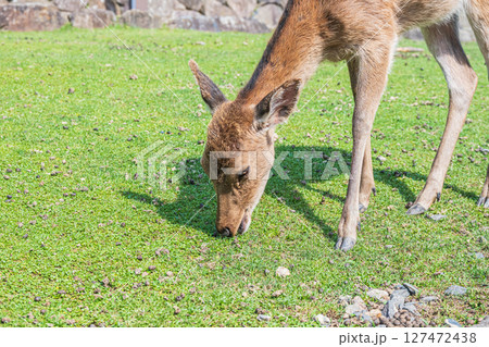 草を食べる鹿　奈良公園 127472438