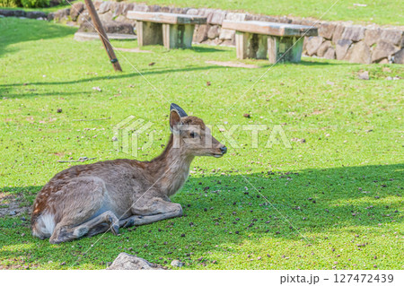若草山山麓の鹿　奈良公園 127472439