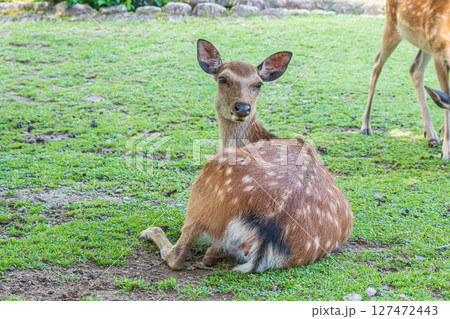 若草山山麓の鹿 奈良公園 若草山山麓の鹿 奈良公園 127472443