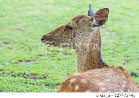 若草山山麓の鹿　奈良公園 127472445