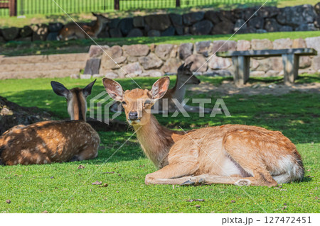 若草山山麓の鹿　奈良公園 127472451