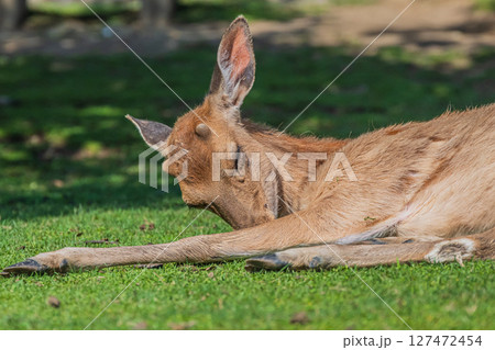 若草山山麓の鹿　奈良公園 127472454