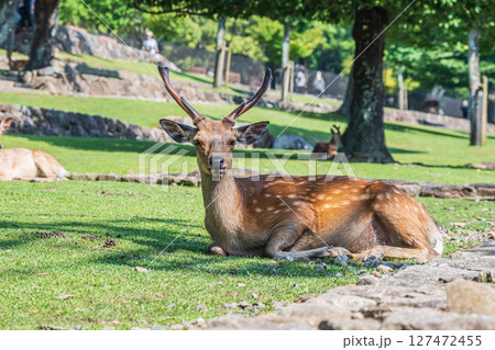 若草山山麓の鹿　奈良公園 127472455
