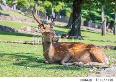 若草山山麓の鹿　奈良公園 127472456