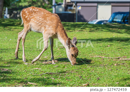 草を食べる鹿　奈良公園 127472459