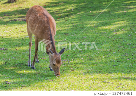 草を食べる鹿　奈良公園 127472461