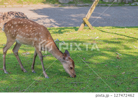 奈良公園の鹿 奈良公園の鹿 127472462