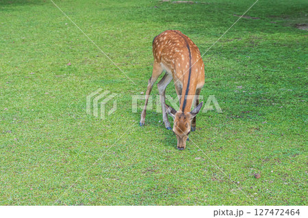 奈良公園の鹿　 127472464