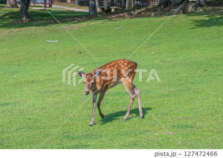 奈良公園の鹿　 127472466