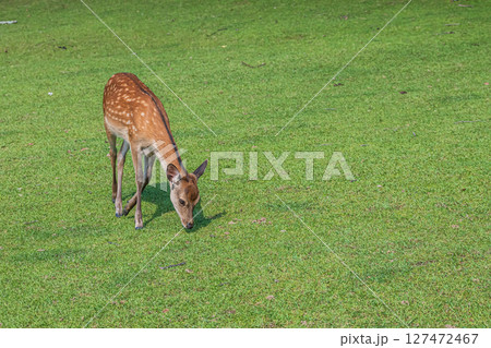奈良公園の鹿　 127472467