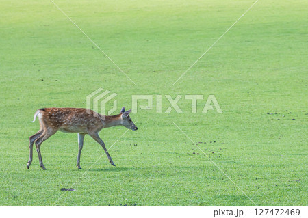 奈良公園の鹿 127472469