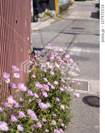 道端に咲くピンクのヒルザキツキミソウ 道端に咲くピンクのヒルザキツキミソウ 127472518