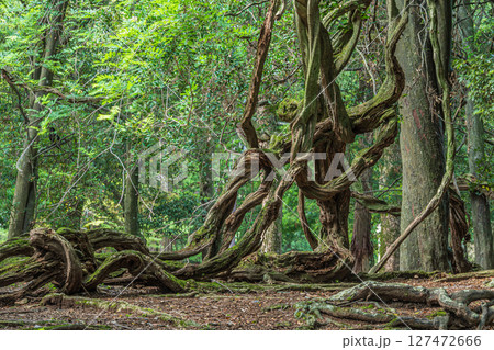 奈良公園飛火野園地の樹林 127472666
