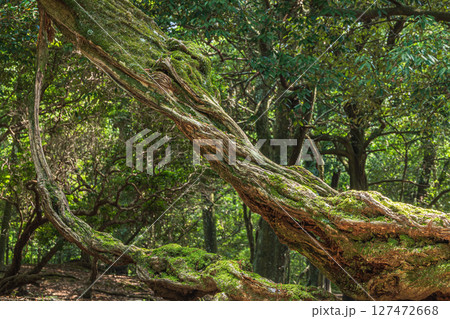 奈良公園飛火野園地の樹林 127472668