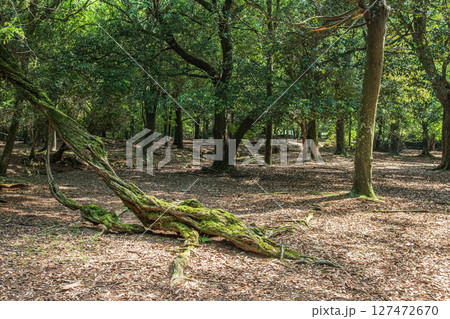 奈良公園飛火野園地の樹林 127472670
