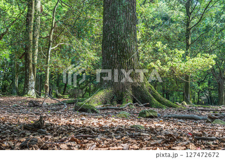 奈良公園飛火野園地の樹林 奈良公園飛火野園地の樹林 127472672