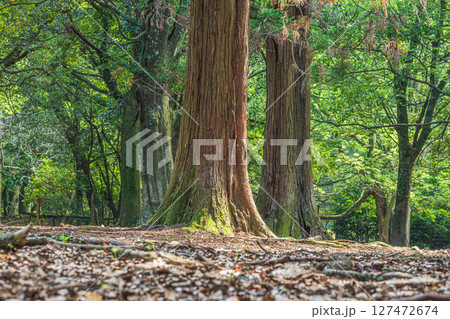 奈良公園飛火野園地の樹林 127472674