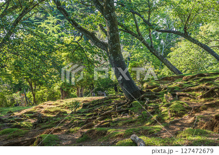 奈良公園の樹林　 127472679
