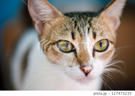 A CloseUp of a Captivating Cat Featuring Striking Green Eyes, Full of Charm and Personality A CloseUp of a Captivating Cat Featuring Striking Green Eyes, Full of Charm and Personality 127473235