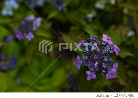 雨に濡れた紫陽花 雨に濡れた紫陽花 127473480