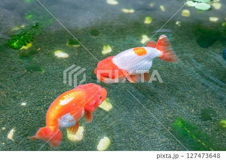 Goldfish in aquarium fish pond close up 127473648