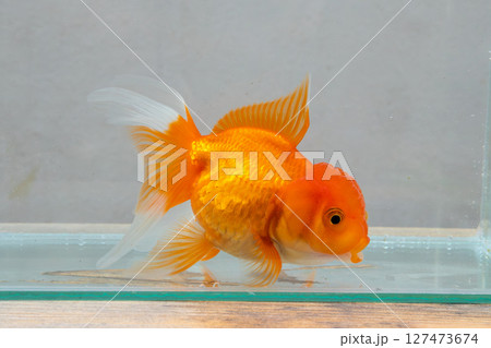Oranda goldfish in aquarium fish tank close up Oranda goldfish in aquarium fish tank close up 127473674