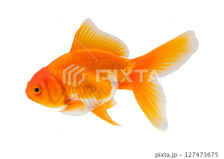 Oranda goldfish isolated on white background close up Oranda goldfish isolated on white background close up 127473675