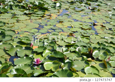 池に浮かぶ蓮の葉 127473747