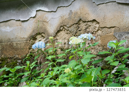 柳谷観音の紫陽花 127473831