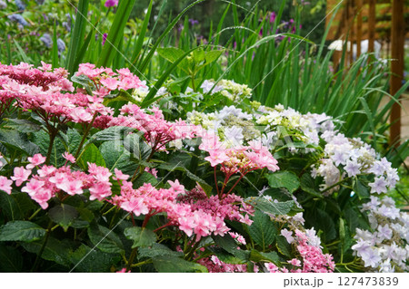 藤森神社のあじさい 127473839