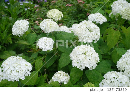 白いアナベル紫陽花の花 / White Annabelle Hydrangeas 127473859