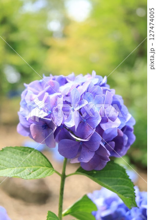 青いジサイの花 127474005