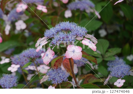 あじさいの開花 127474046