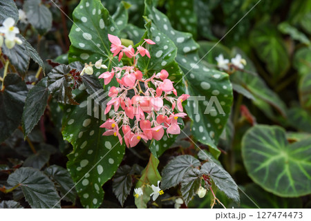 Polka dot begonia Begonia maculata with spotted green leaves and clusters of pink flowers in a lush tropical garden, captured in natural daylight. 127474473
