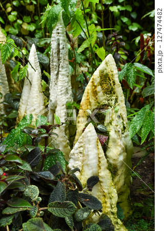 Natural stone formations resembling stalagmites surrounded by lush tropical foliage, creating a unique texture and contrast in a rainforest setting. Natural stone formations resembling stalagmites surrounded by lush tropical foliage, creating a unique texture and contrast in a rainforest setting. 127474482