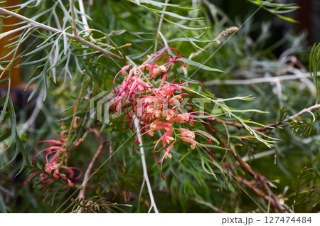 Close-up of Grevillea juniperina with vibrant red flowers and needle-like leaves, highlighting its unique texture and beauty in natural outdoor setting. 127474484