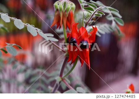 Striking red desert pea flowers with bold black centers on fuzzy green stems. Native to Australia, photographed in a tropical setting. 127474485