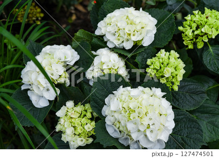 White Hydrangea macrophylla Florencia blooming in garden, also called Bigleaf or French Hydrangea. Decorative plant, family Hydrangeaceae. White Hydrangea macrophylla Florencia blooming in garden, also called Bigleaf or French Hydrangea. Decorative plant, family Hydrangeaceae. 127474501