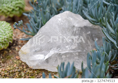 Clear quartz crystal lying on gravel soil among succulents in a rock garden. Natural mineral texture with shiny translucent surface and cracks. 127474513