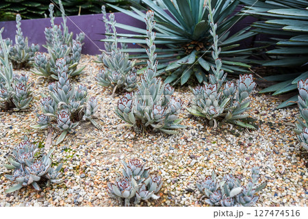 Group of Kalanchoe tomentosa succulents growing together in sandy desert garden. Furry green leaves with distinct brown tips. 127474516