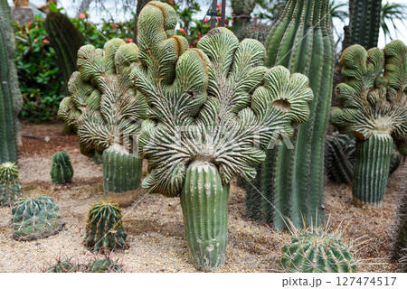 Cluster of crested Cereus forbesii cacti with unique fan-shaped growth in desert garden. Exotic cactus variety with striking cristate form. Cluster of crested Cereus forbesii cacti with unique fan-shaped growth in desert garden. Exotic cactus variety with striking cristate form. 127474517