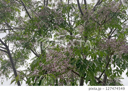 Chinaberry tree with clusters of fragrant lilac flowers and lush green foliage, a symbol of spring's beauty. Chinaberry tree with clusters of fragrant lilac flowers and lush green foliage, a symbol of spring's beauty. 127474549