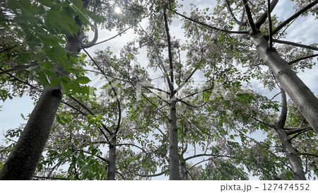 Chinaberry tree with clusters of fragrant lilac flowers and lush green foliage, a symbol of spring's beauty. 127474552