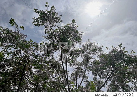 Chinaberry tree with clusters of fragrant lilac flowers and lush green foliage, a symbol of spring's beauty. 127474554